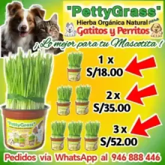 Hierba Gatera PettyGrass