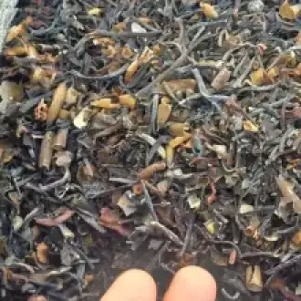 Macrocystis integrifolia chopped brown from peru