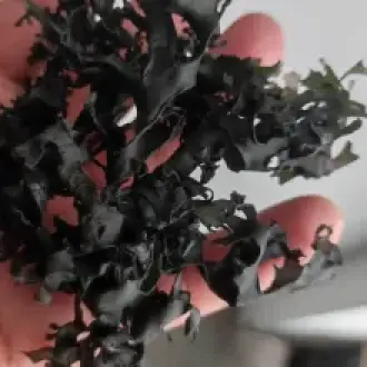 wilfcrafted irish moss chondrus crispus peruvian