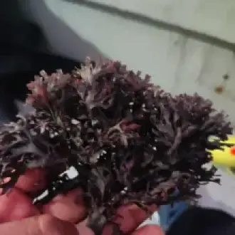 Irish Moss chondrus crispus purple golden from peru-WHolesale in Stock