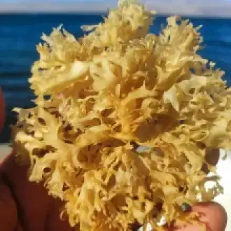 Irish Moss Chondrus Crispus purple Golden from peru-WHolesale in Stock