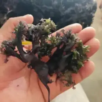 Irish Sea Moss Chondrus Crispus Golden purple from peru-Wholesa in Stock