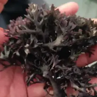 IRISH MOSS GOLDEN PURPLE FROM PERU-WOLESALE IN STOCK