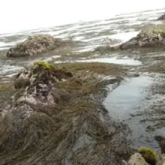 ALGAS MARINAS PERUVIAN EXPORT FROM PERU