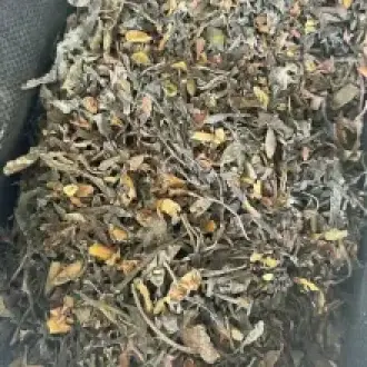 Seaweed Macrocystis integrifolia brown chopped from peru