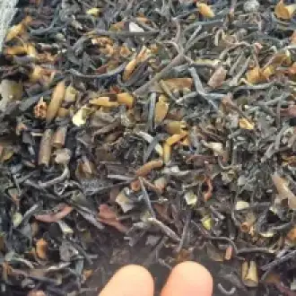 Seaweed Macrocystis pyrifera chopped brown from peru