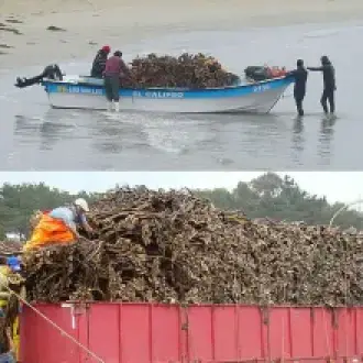 Algas marinas peru export-seaweed peru export