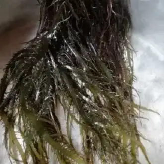 Seaweed Chondracanthus chamissoi.chicoria de mar.yuyo from peru