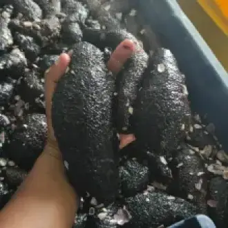 Sea cucumber patallus mollis Dried From peru-pepino de mar
