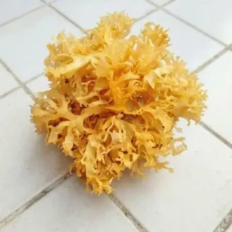 Irish Moss Chondrus Crispus from PeruWholesale Supply