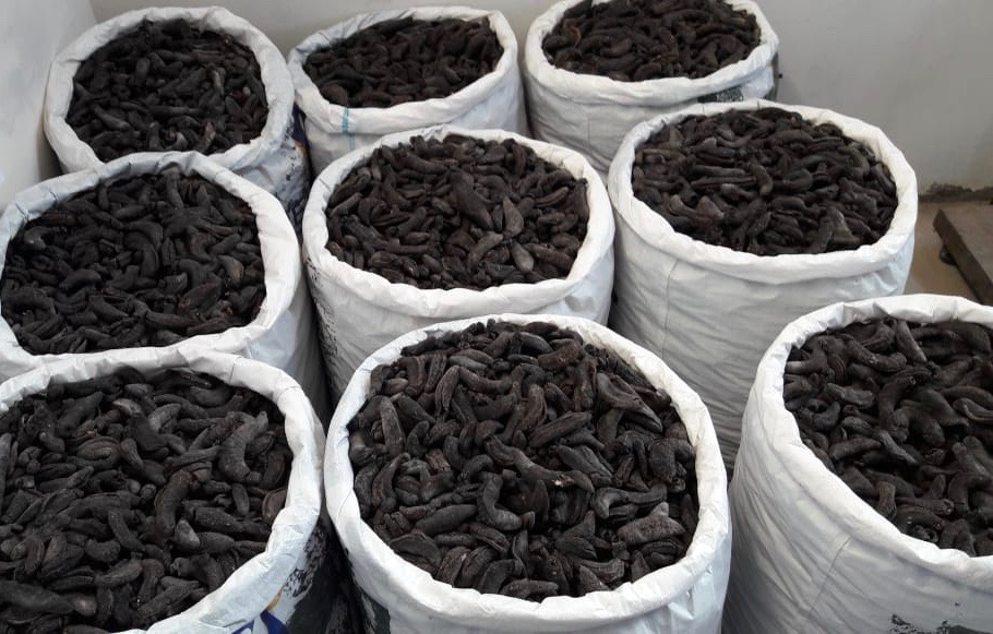 Sea cucumber patallus mollis Dried From peru-pepino de mar