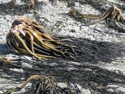 Seaweed peru export- algas marinas peru Export