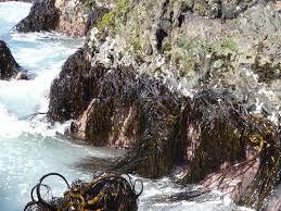 Seaweed peru export- algas marinas peru Export