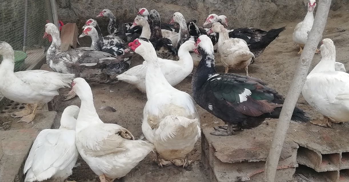 VENDO PATOS DE CORRAL PARA CRIANZA O CONSUMO