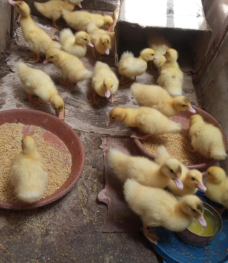 VENDO PATOS DE CORRAL PARA CRIANZA O CONSUMO