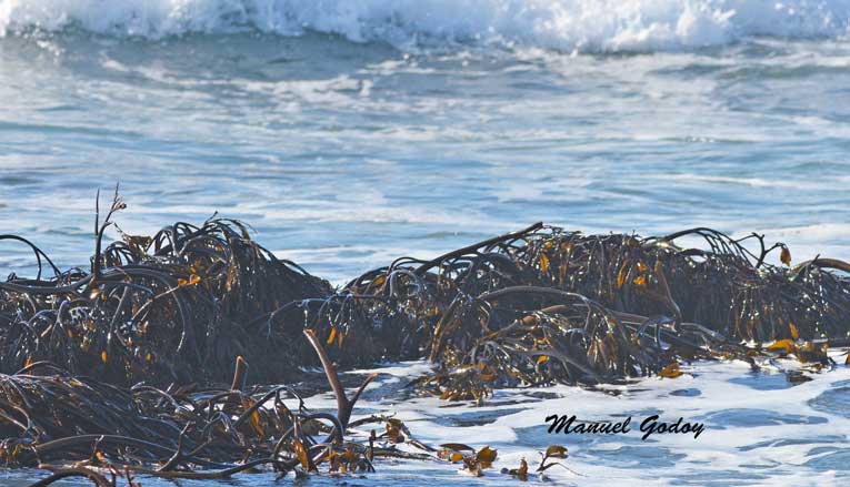  lessonia nigrescens chopped brown from peru