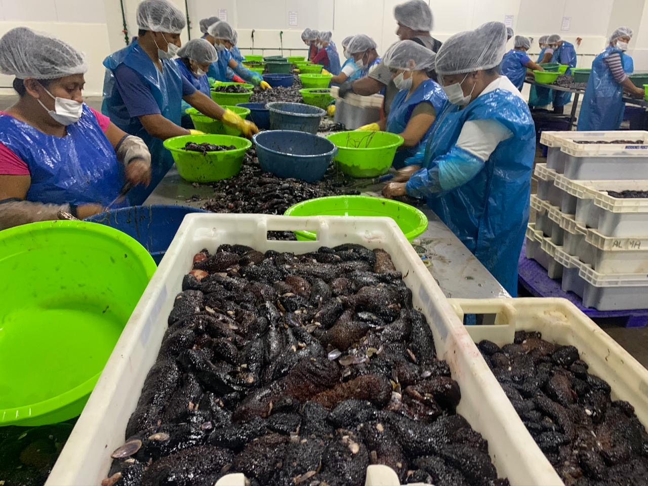 SEA CUCUMBER FROM PERU-PEPINO DE MAR PERUVIAN