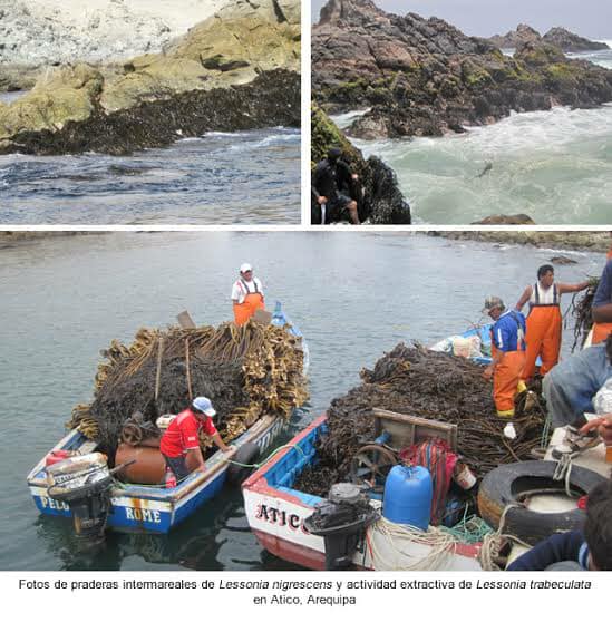 Seaweed peru export- algas marinas peru Export