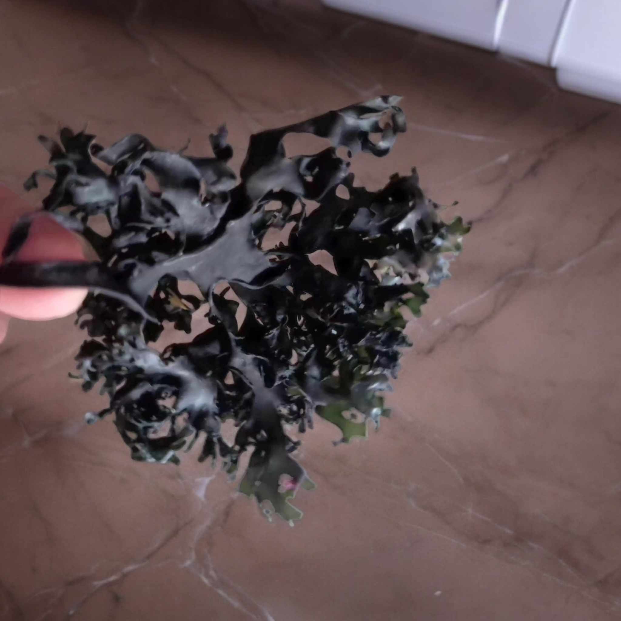 seaweed peruvian export-Algas marinas peruvian export