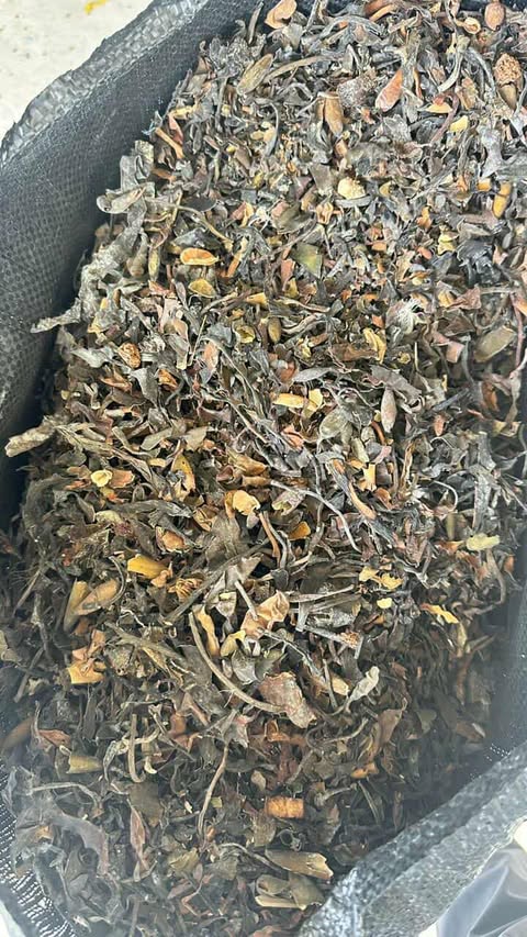 Macrocystis integrifolia chopped brown from peru