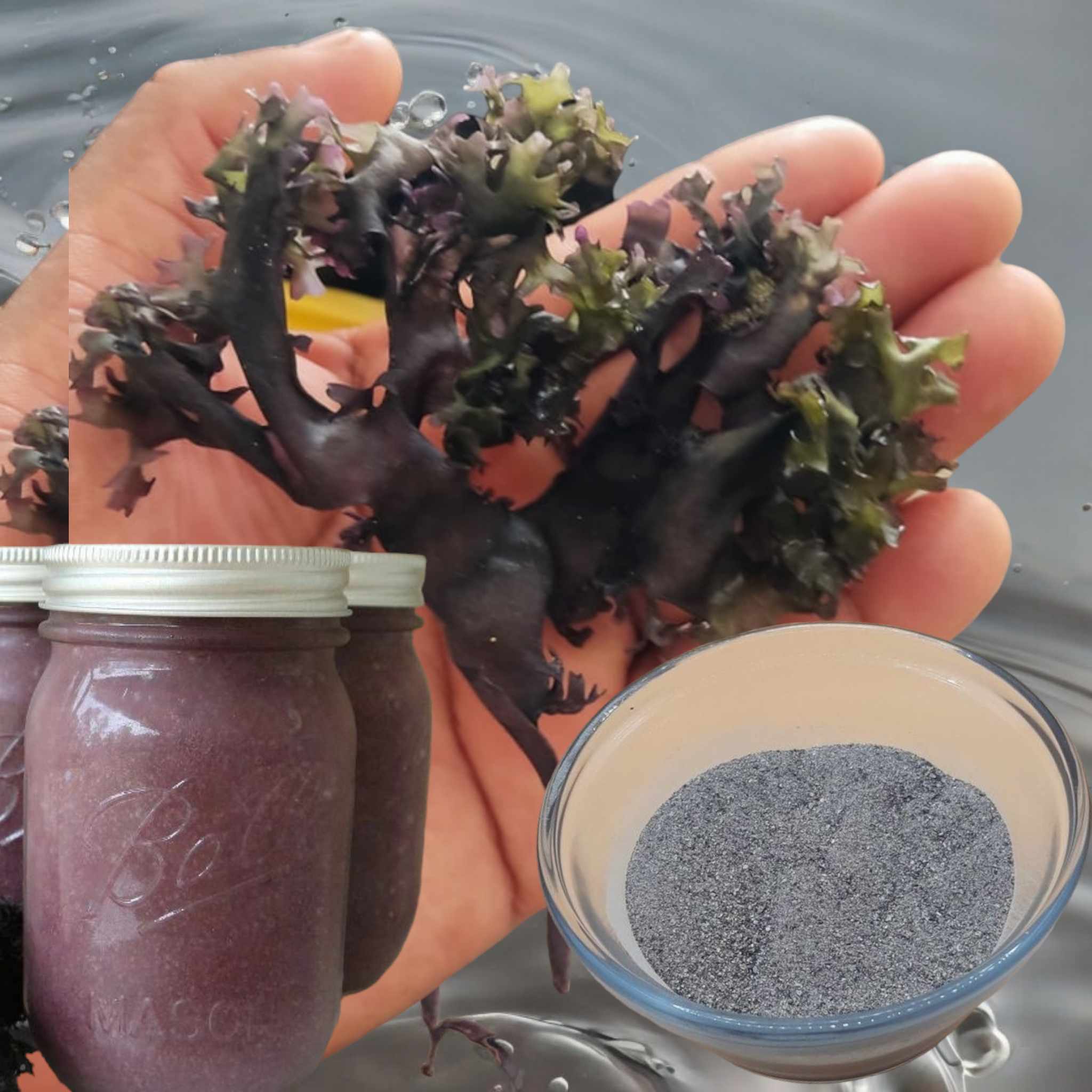 Irish Moss Chondrus Crispus purple Golden from peru-WHolesale in Stock
