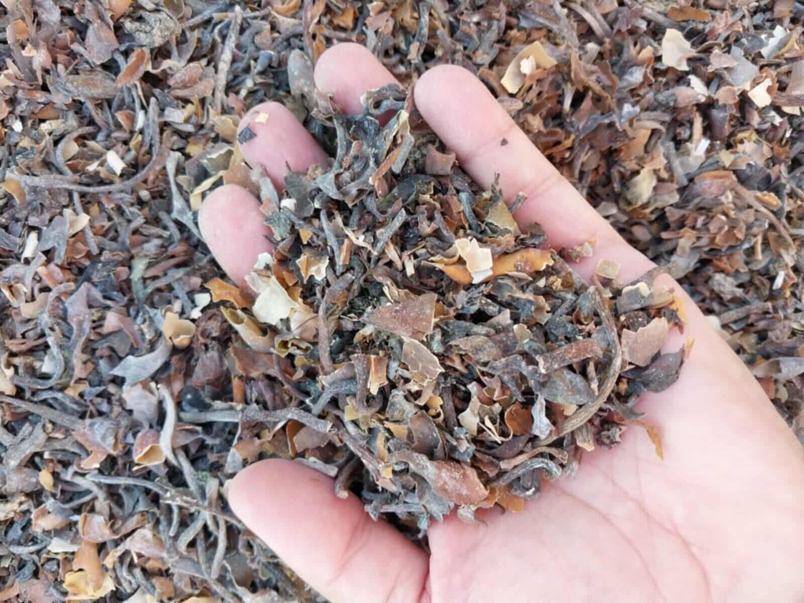 Macrocystis pyrifera Brown chopped from peru