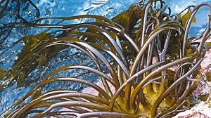 Seaweed peru export- algas marinas peru Export