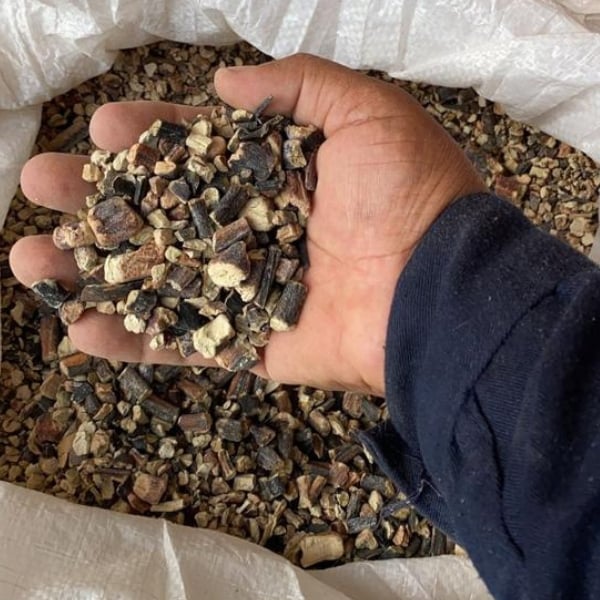  lessonia trabeculata Brown chopped from peru