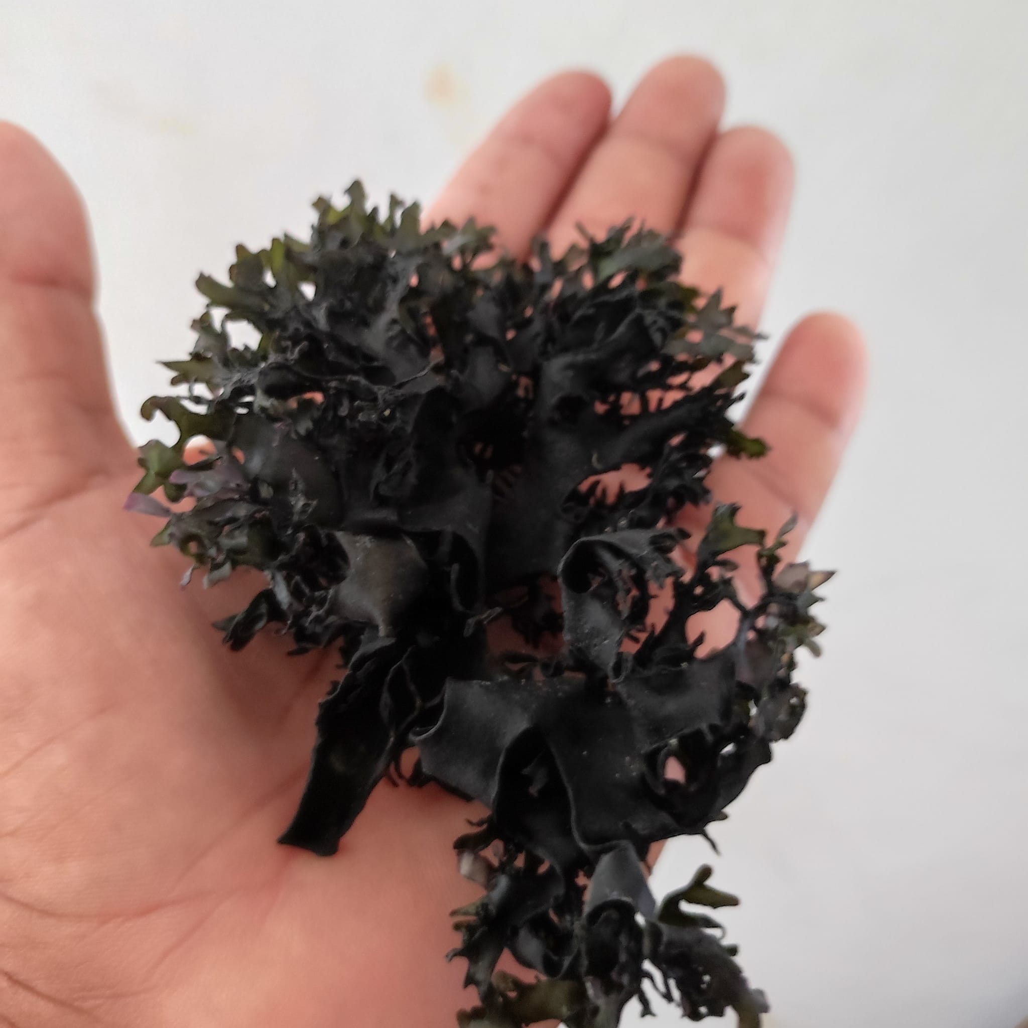Irish Moss Chondrus Crispus purple Golden from peru-WHolesale in Stock