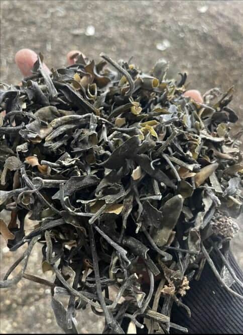 Macrocystis integrifolia chopped brown from peru