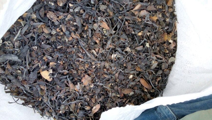 Macrocystis integrifolia chopped brown from peru