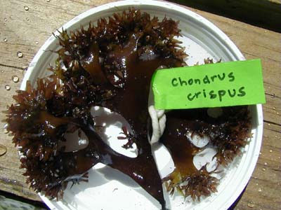 Irish Moss Chondrus Crispus purple Golden from peru-WHolesale in Stock