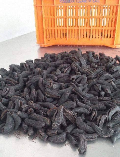 SEA CUCUMBER FROM PERU-PEPINO DE MAR PERUVIAN