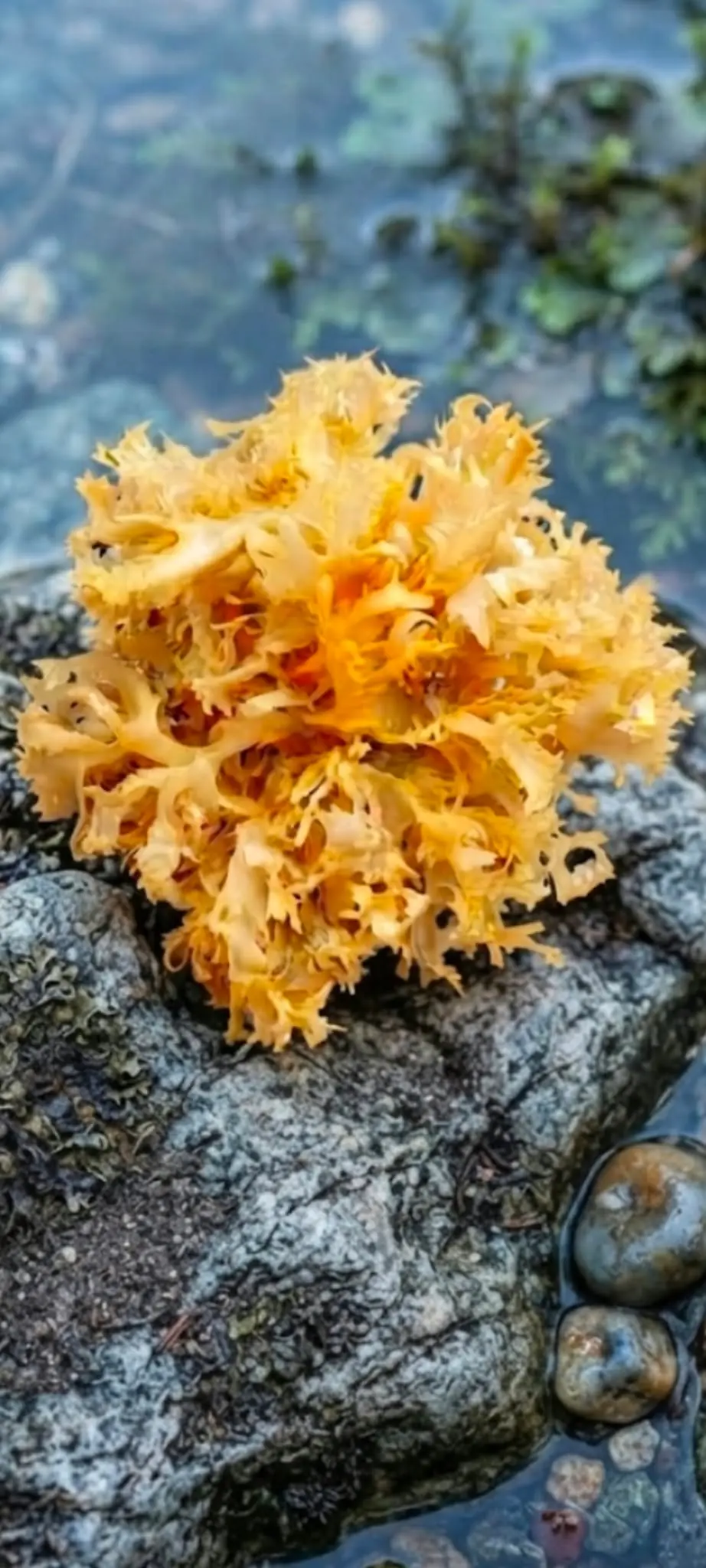 Chondrus Crispus Irish Sea Moss from Peru-Wholesale Supply
