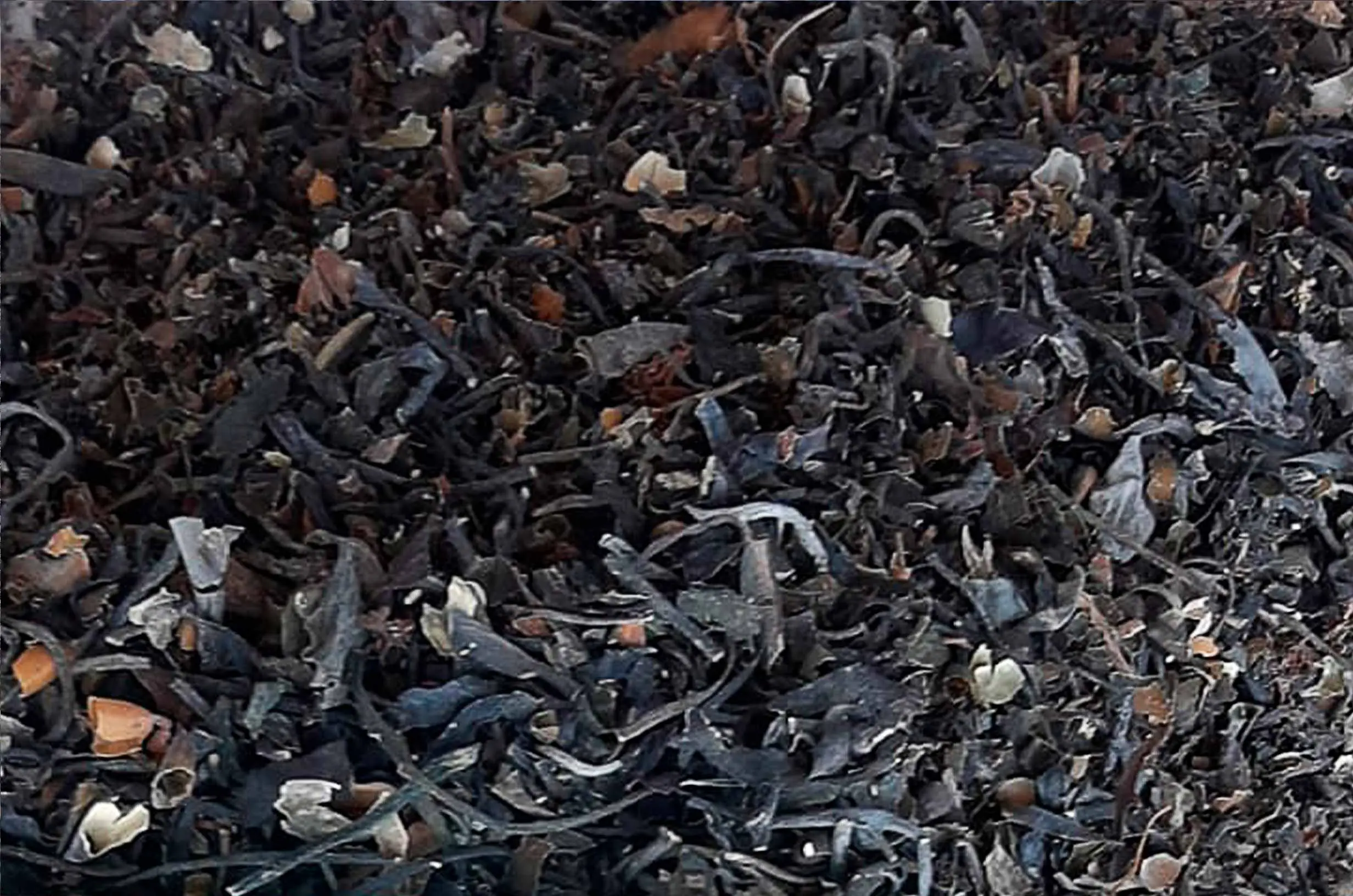 Algas marinas peruvian export- seaweed peru export