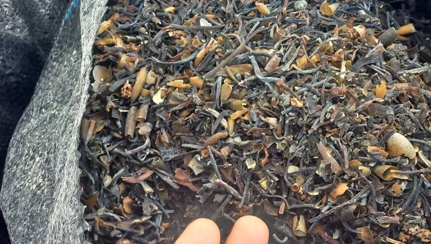 Macrocystis pyrifera Brown chopped from peru