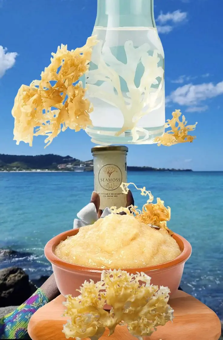 wilfcrafted irish moss chondrus crispus from peru