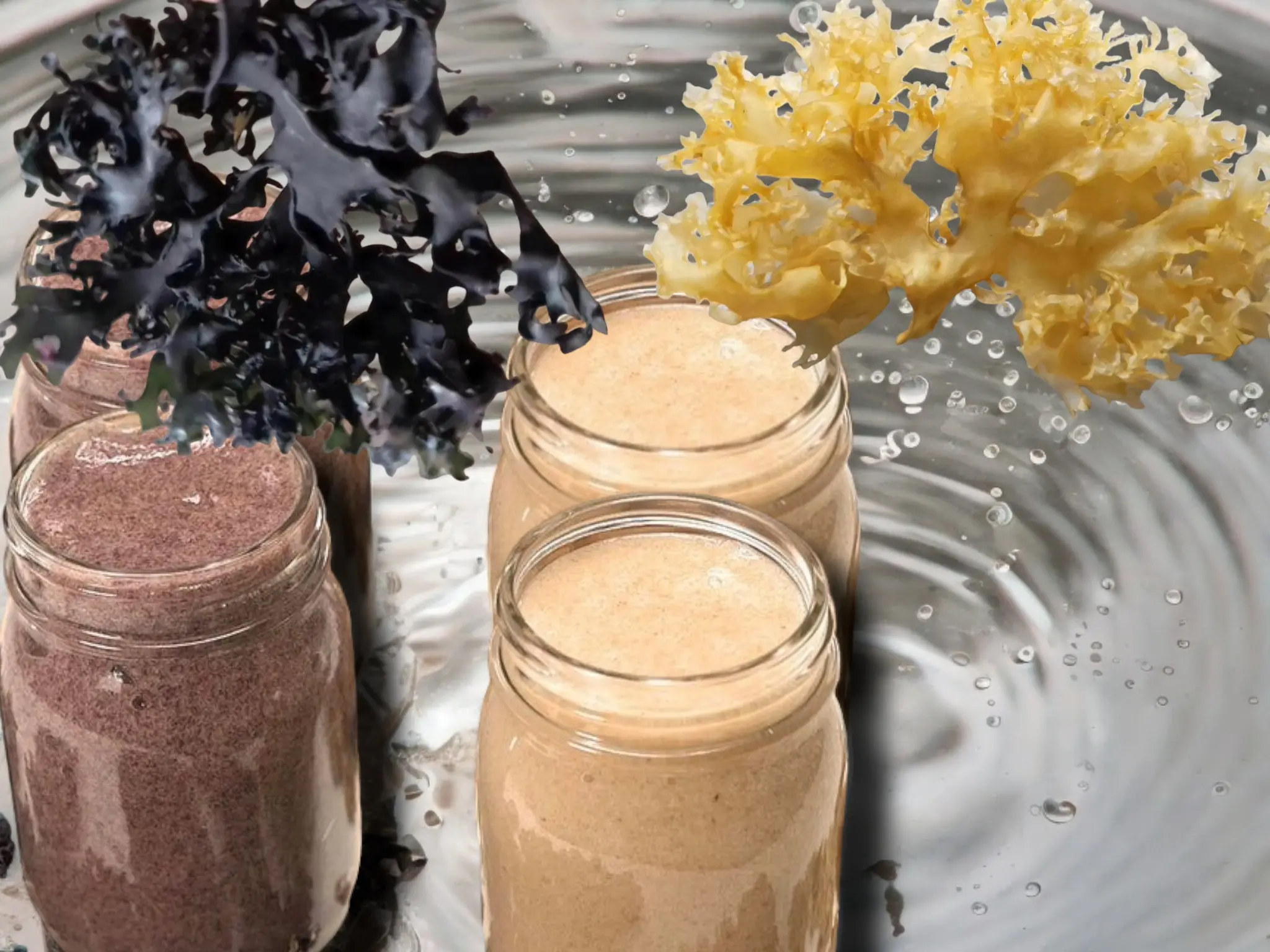 wilfcrafted irish moss chondrus crispus from peru