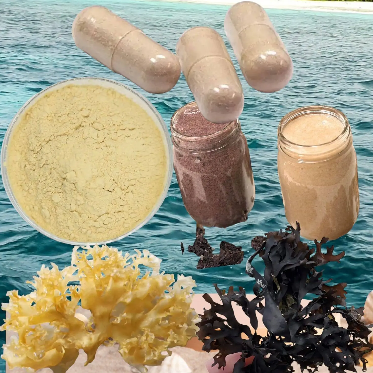 wilfcrafted irish moss chondrus crispus from peru