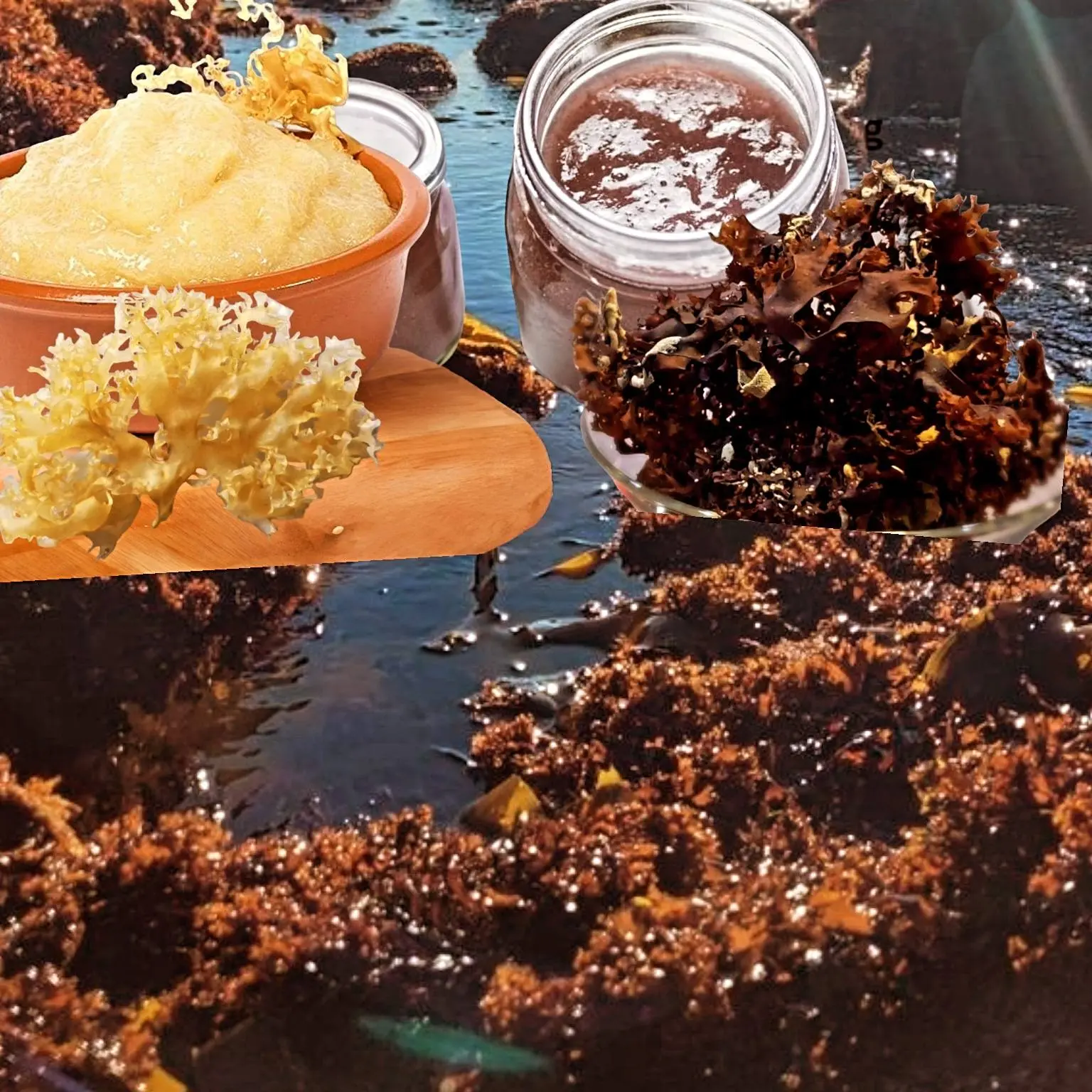 wilfcrafted irish moss chondrus crispus from peru