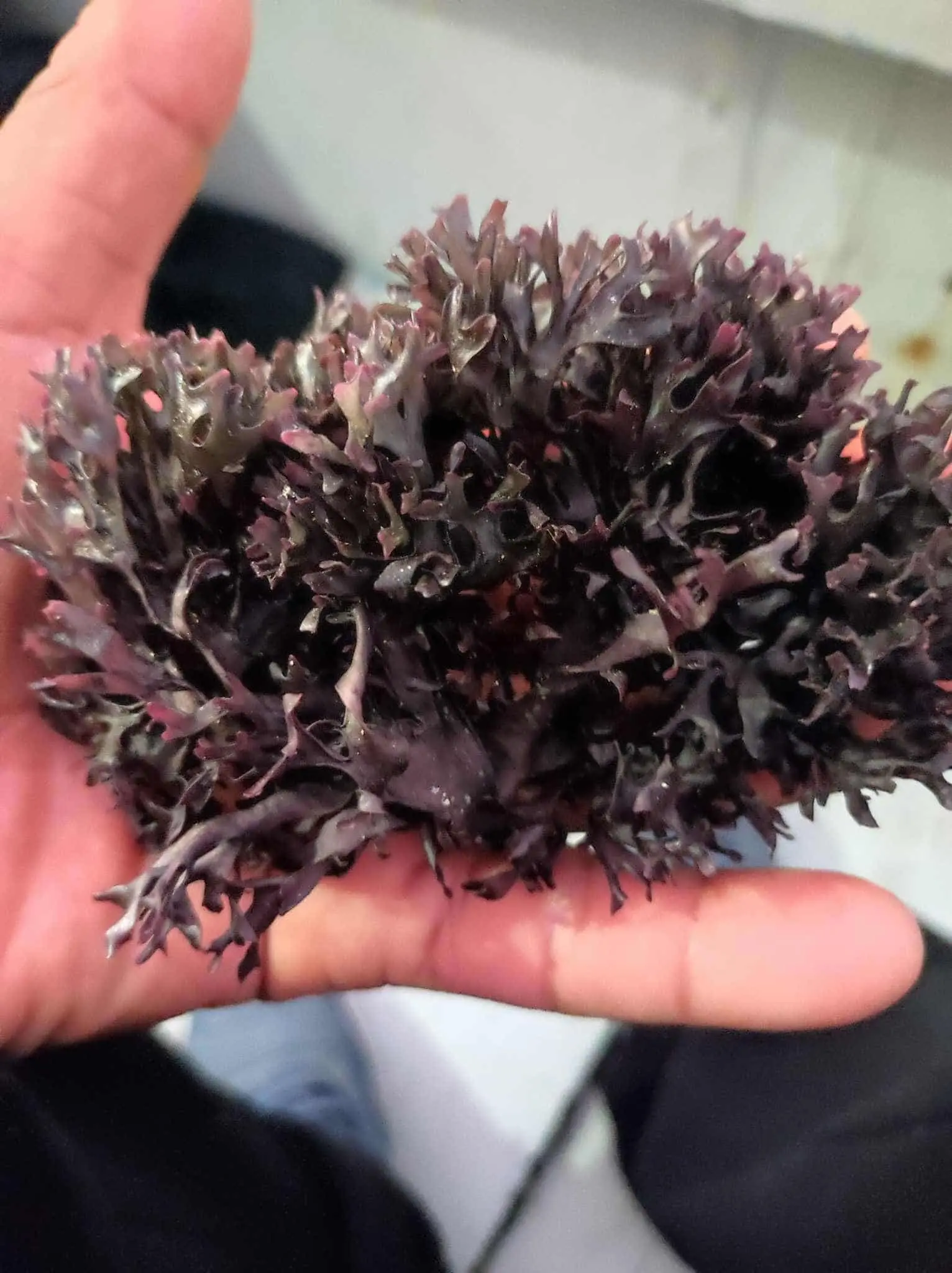 wildfcrafted irish moss chondrus crispus peruvian