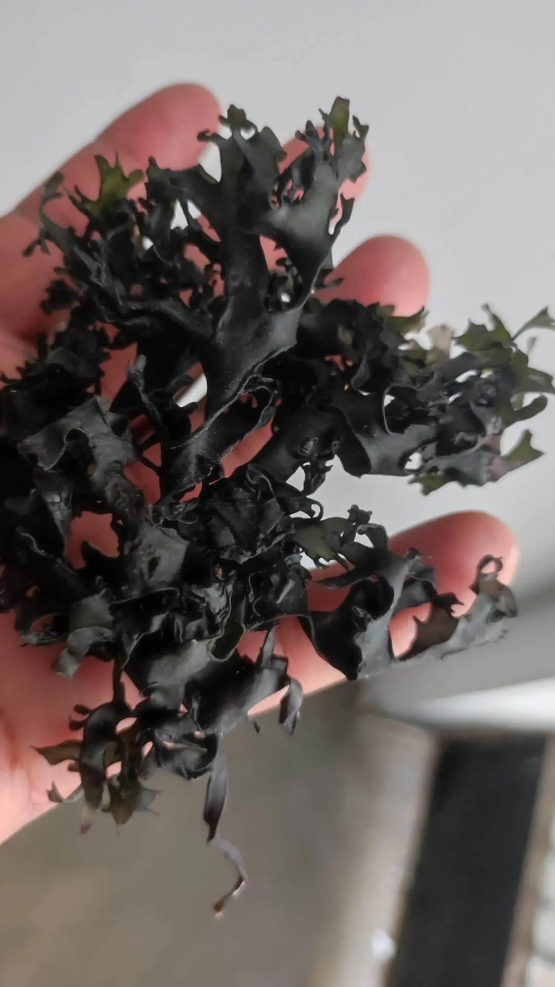 wildfcrafted irish moss chondrus crispus peruvian