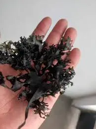 Irish Moss chondrus crispus purple golden from peru-WHolesale in Stock