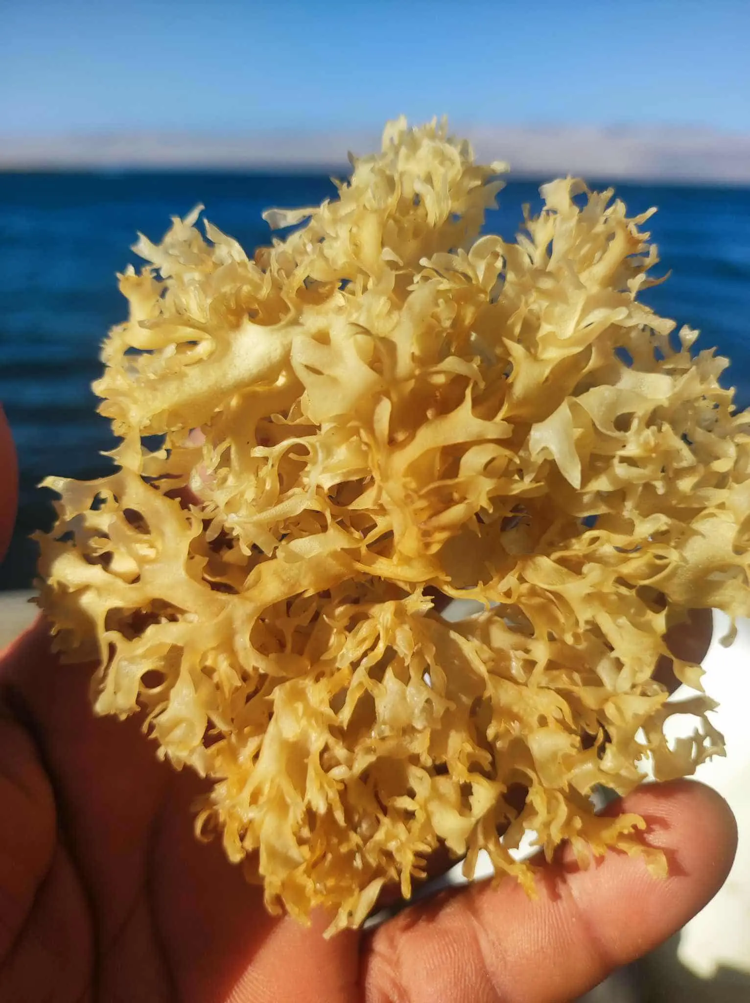 Irish Moss Chondrus Crispus purple Golden from peru-WHolesale in Stock