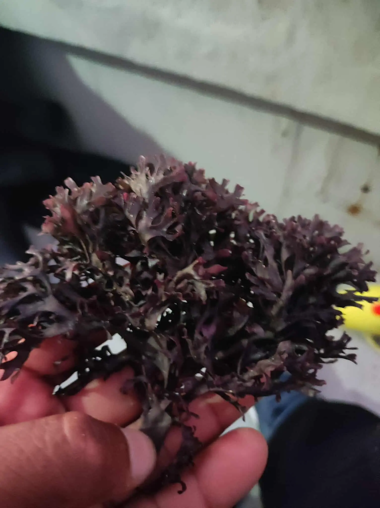 Irish Moss Chondrus Crispus purple Golden from peru-WHolesale in Stock