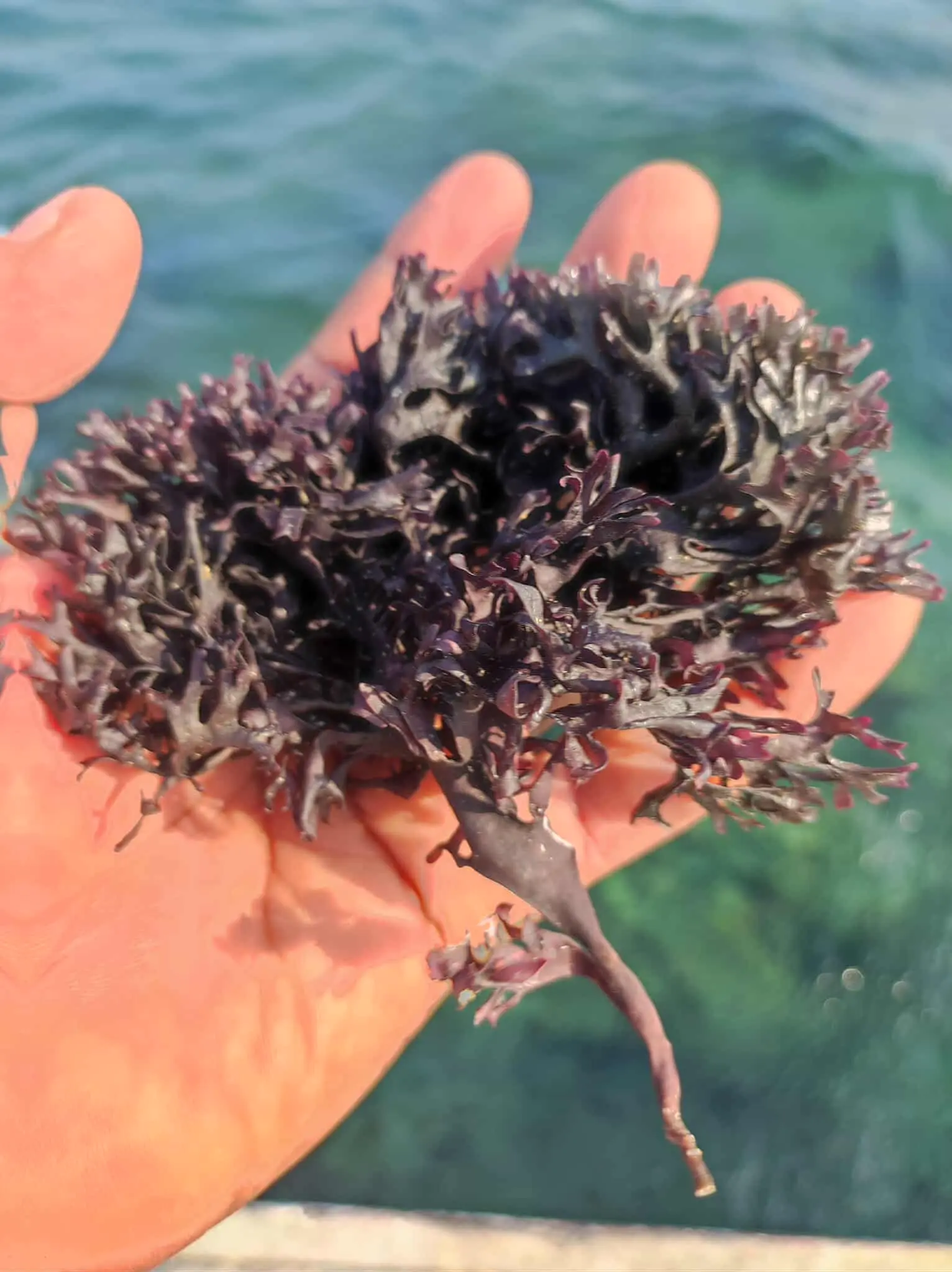 Irish Moss Chondrus Crispus purple Golden from peru-WHolesale in Stock