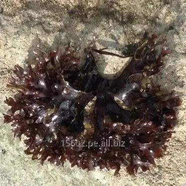 Irish SeaMoss Chondrus Crispus from peru-Wolesale in Stock