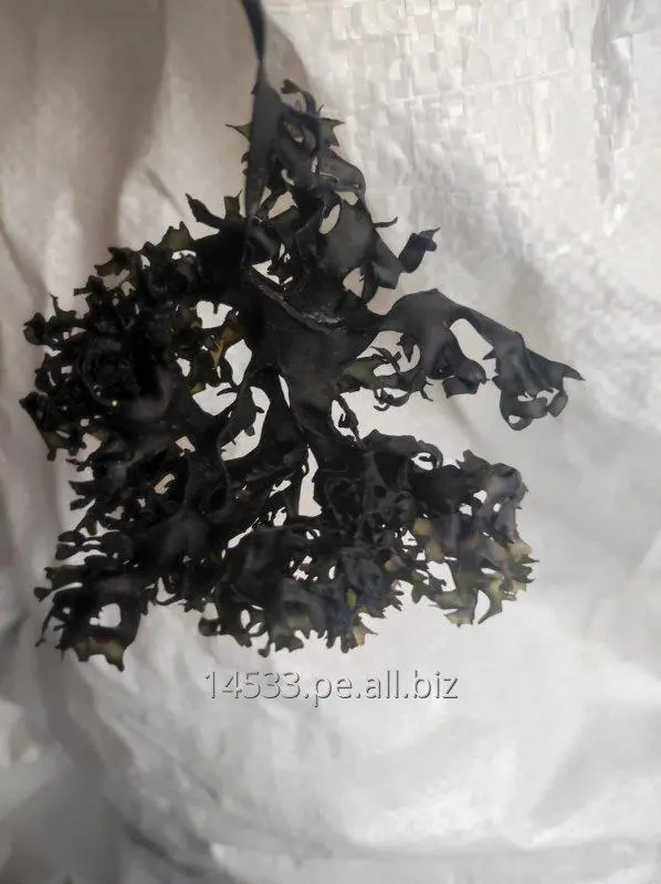 Irish SeaMoss Chondrus Crispus from peru-Wolesale in Stock