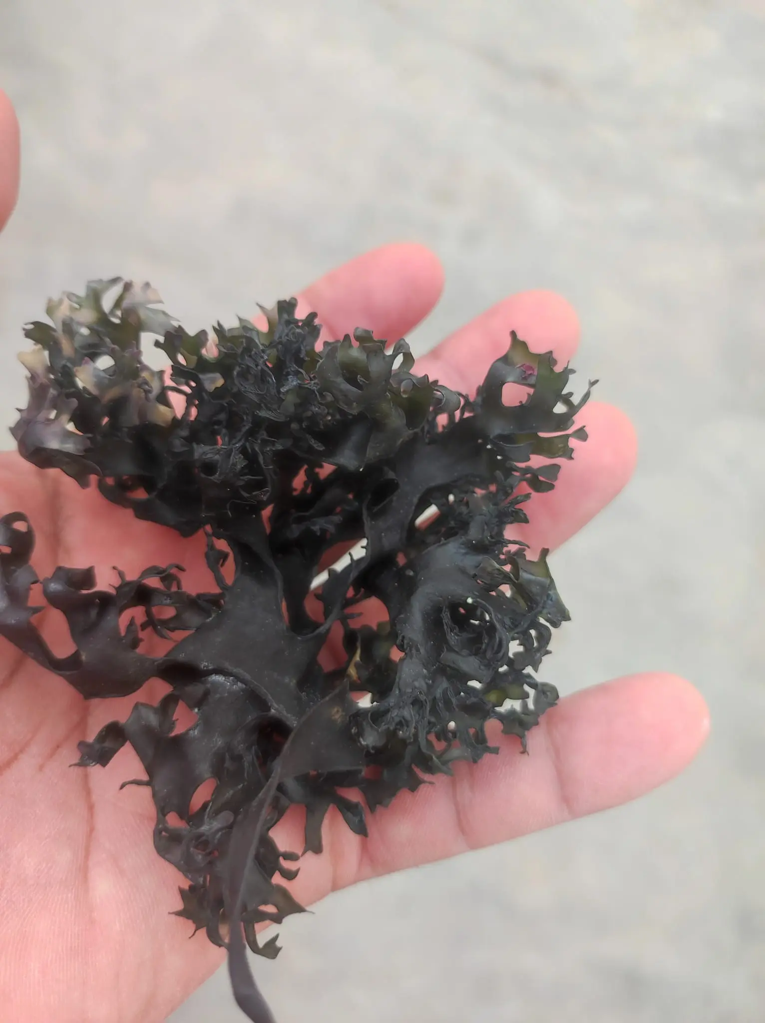 Irish SeaMoss Chondrus Crispus from peru-Wolesale in Stock