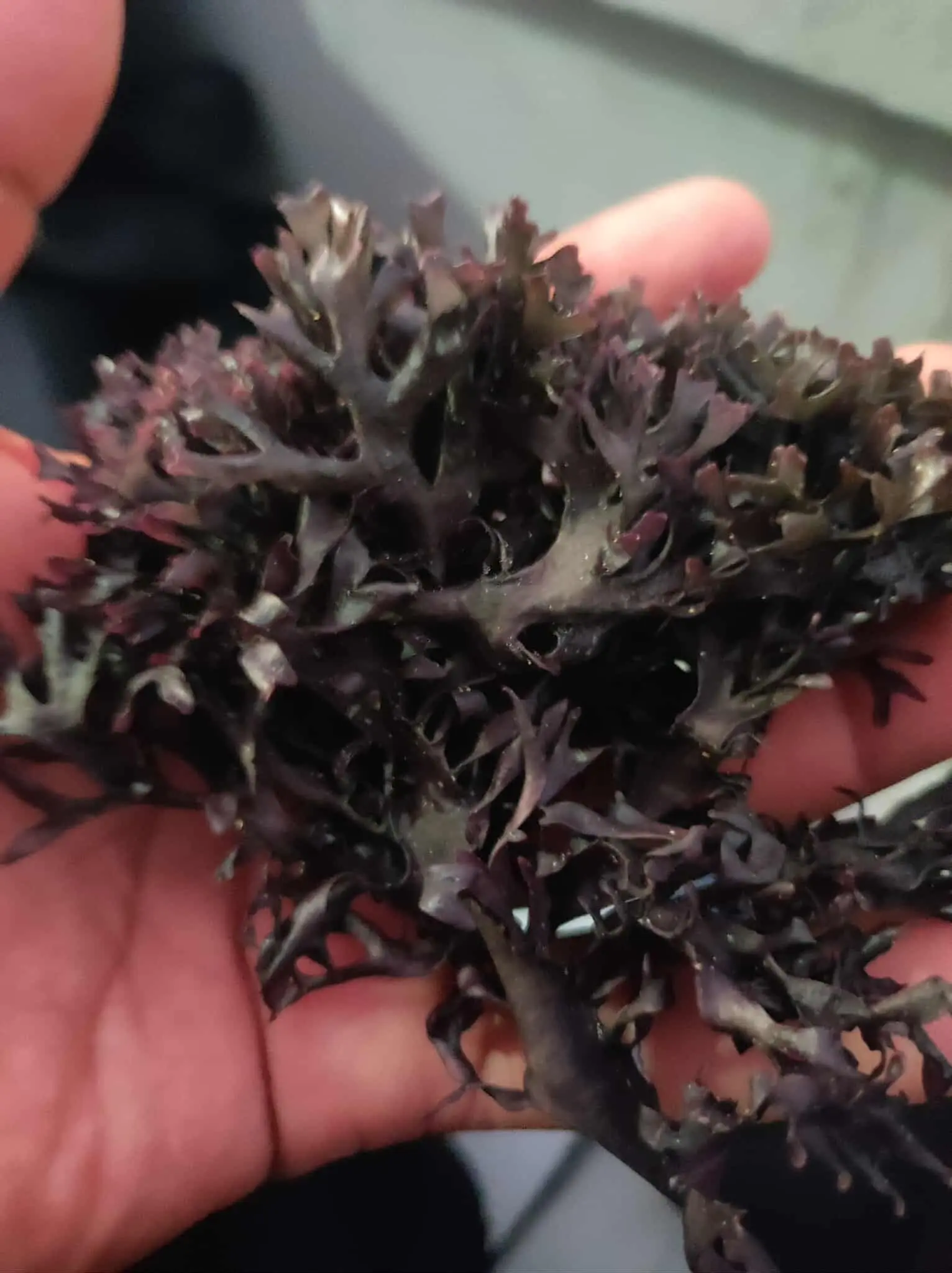 IRISH MOSS GOLDEN PURPLE FROM PERU-WOLESALE IN STOCK